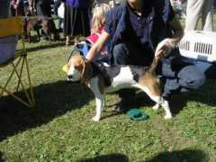 beaglezucht.at Nuciari