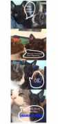 catsforobama.com Nugen