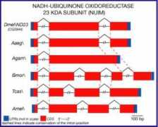mitocomp.uniba.it Nuim