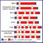 mitocomp.uniba.it Nuim