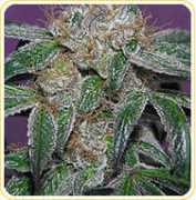 Nuken