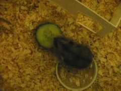 overgaard-sloth.dk Nuller
