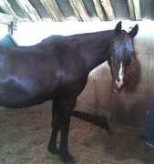 hoofbeats-in-heaven.com Nulli