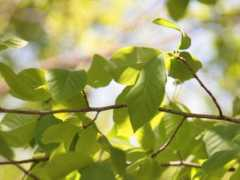 botanic.jp Numami