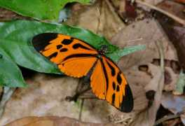 learnaboutbutterflies.com Numata