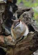 asknature.org Numbat