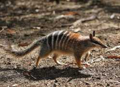 asknature.org Numbat
