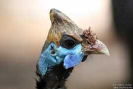 oiseaux.net Numida