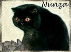 mysticalmerchant.com Nunza