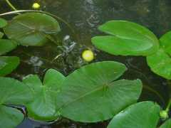 missouriplants.com Nuphar
