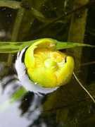 botany.cz Nuphar