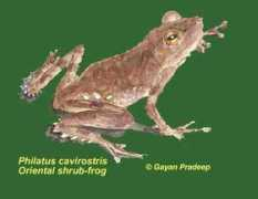environmentlanka.com Nuresha