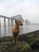 dogclub.co.uk Nurisha