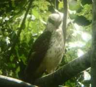 birdingpal.org Nurlin