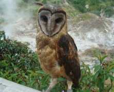 birdingpal.org Nurlin