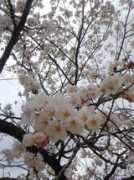 p.twipple.jp Nusal