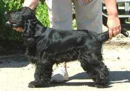 englischcockerspaniel.de Nuschy