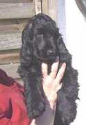 englischcockerspaniel.de Nuschy