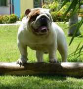 bulldogpedigree.com Nuses