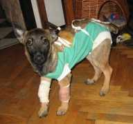 canis.civ.pl Nusia