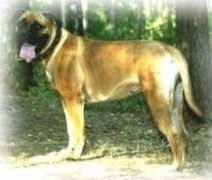 husky-site.ru Nusya