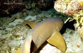 robertosozzani.it Nutrice