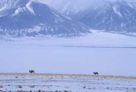 Nuur