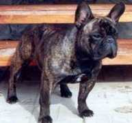 superfrenchbulldog.narod.ru Nuvel