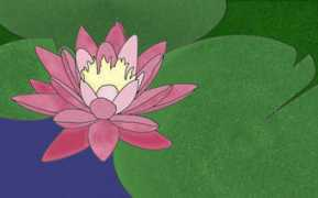 Nymphaea