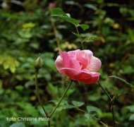 rosenfoto.de Nypels