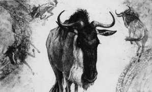 Nyumbu