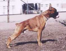 Nyus