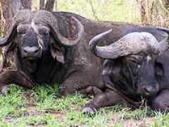 Nzaka