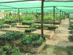 growsonyou.com Nzira