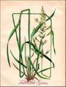 Oat