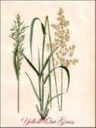 Oat