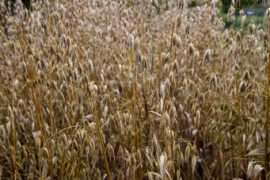 Oat