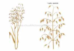 Oats