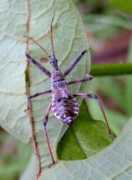 bugguide.net Obanion