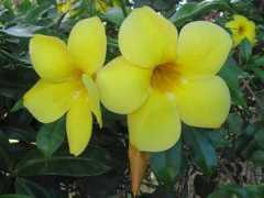 botany.cz Obost