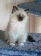 Occhibelli