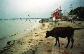 Ocek