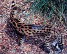 Ocelot