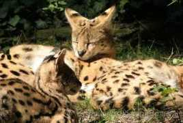 Ocelot