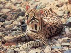 fotonostra.com Ocelote