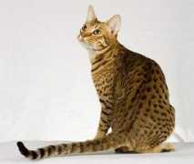 Ocicat