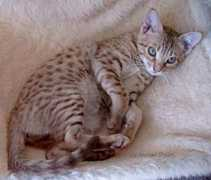 Ocicat