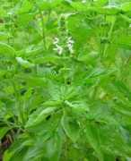 Ocimum