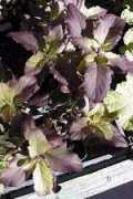 Ocimum