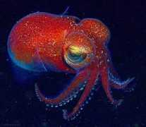 vattenkikaren.gu.se Octupus